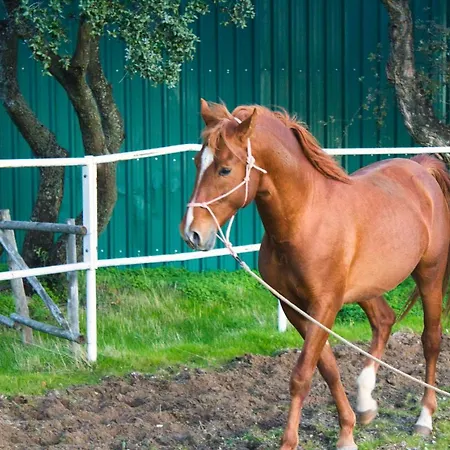 מלון Hipico El Hinojal Montánchez