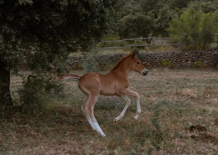 Hipico El Hinojal Montánchez